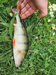 European Perch