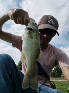 Largemouth Bass