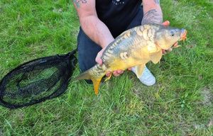 Mirror Carp