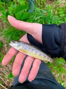 Brown Trout