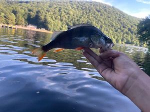 European Perch