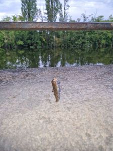 Round Goby