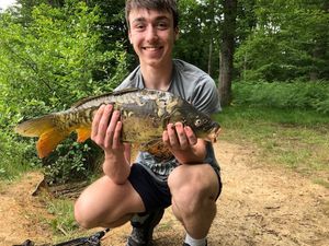 Mirror Carp