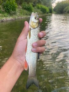 Chub