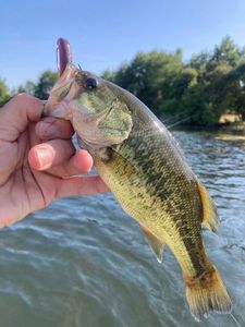 Largemouth Bass