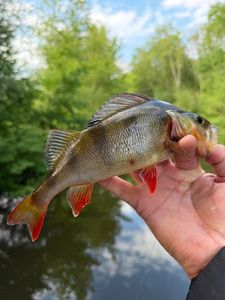 European Perch