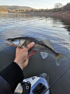 Zander