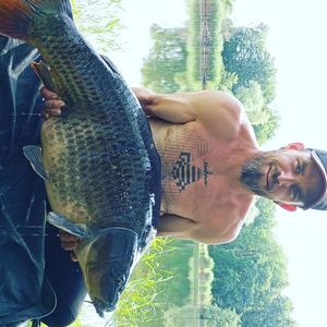 Common Carp