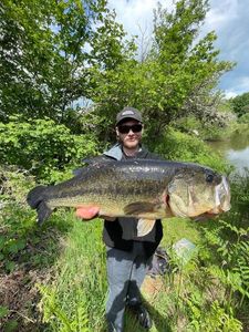 Largemouth Bass