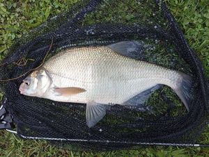 Common Bream
