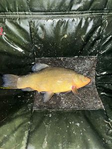 Tench