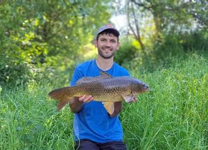 Common Carp