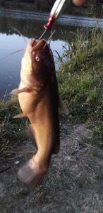 Black Bullhead