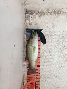 Largemouth Bass