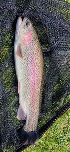 Rainbow Trout