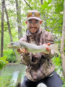 Brown Trout