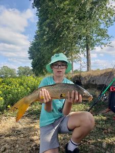 Common Carp