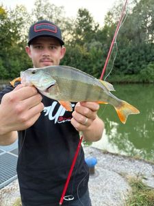 European Perch
