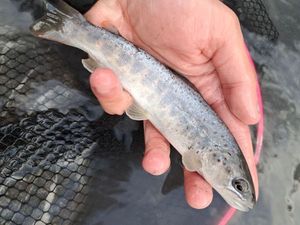 Brown Trout