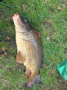 Common Carp