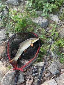 Barbel