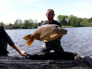 Mirror Carp