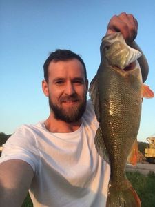 European Perch