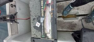 Rainbow Trout