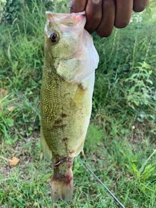 Largemouth Bass