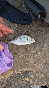 Gilthead Seabream