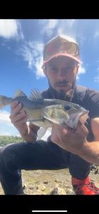 European Bass (Seabass)