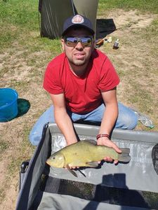 Tench