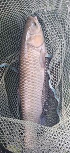 Grass Carp