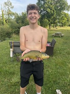 Tench