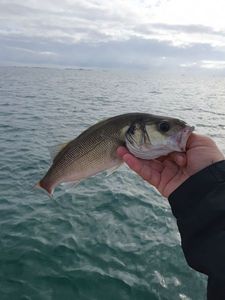 European Bass (Seabass)