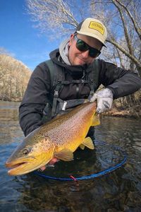 Brown Trout