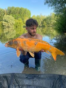Koï Fish