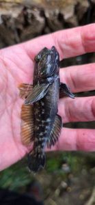 Round Goby