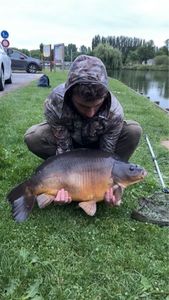 Mirror Carp