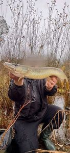 Northern Pike