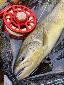 Brown Trout