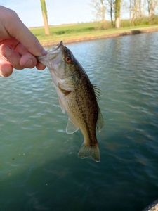 Largemouth Bass