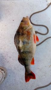 European Perch