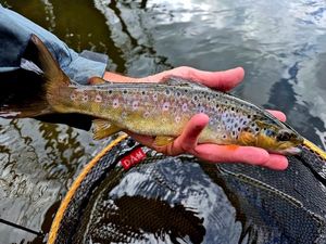 Brown Trout