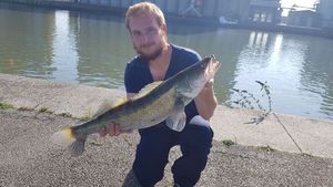 Zander