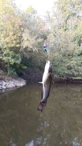 Black Bullhead