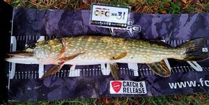 Northern Pike