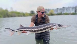 Starry Sturgeon