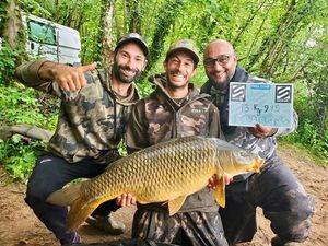 Common Carp