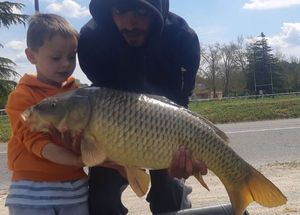 Common Carp